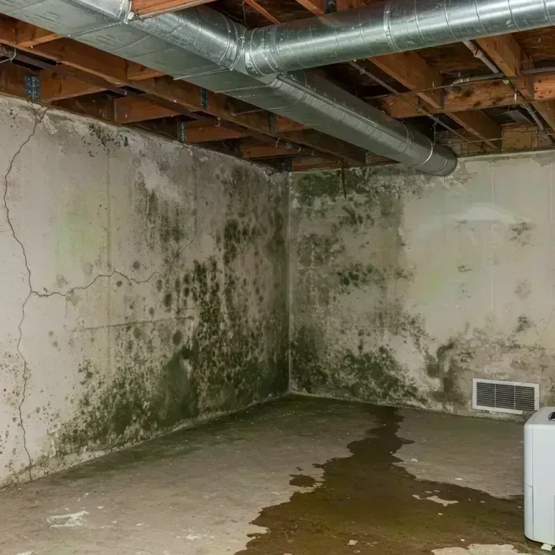 Professional Mold Removal in Tichigan, WI